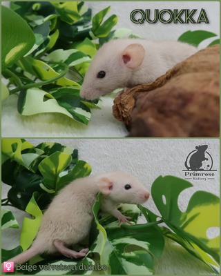 Quokka
