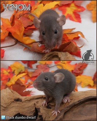 Venom